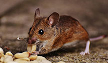24 Hour & Emergency Exterminators in Parachute, CO